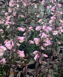 Beardtongue