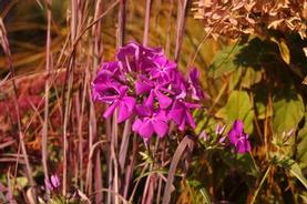 Hybrid Phlox
