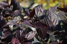 Sweetshrub