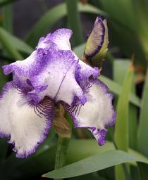 German Bearded Iris