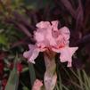 German Bearded Iris