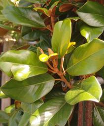 Magnolia grandiflora Teddy Bear&reg;
