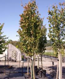 Persian Ironwood