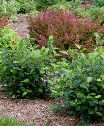 Aronia melanocarpa Low Scape Hedger&reg