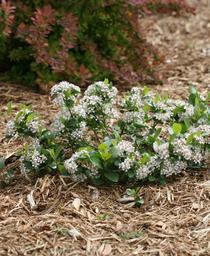 Aronia melanocarpa Low Scape Mound&reg;
