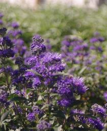 Bluebeard