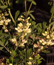 False Indigo