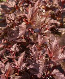 Ninebark