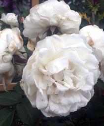 Climbing Rose