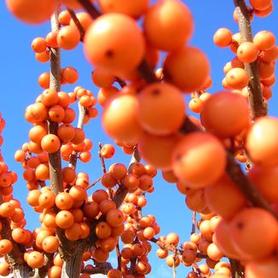 Winterberry
