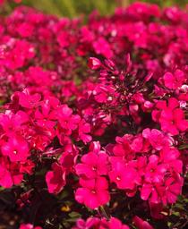 Garden Phlox