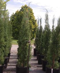 Eastern Redcedar
