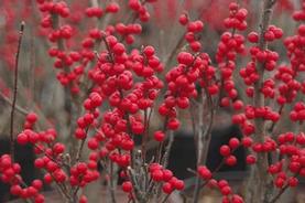 Winterberry