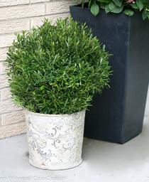 Ilex glabra Gem Box&reg;