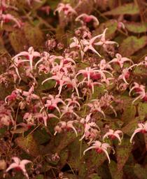 Barrenwort