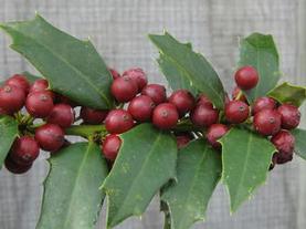 Holly