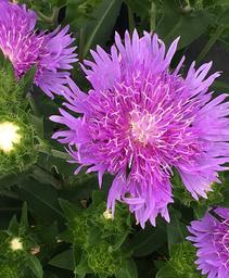 Stokes' Aster