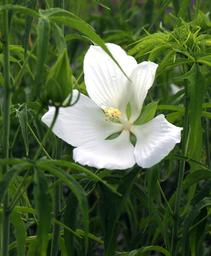 Swamp Hibiscus