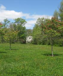 Aesculus pavia Splendens
