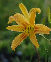 Hemerocallis x altissimus Autumn Minaret