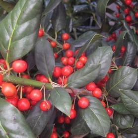 Holly