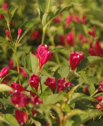 Weigela