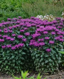 Monarda didyma Sugar Buzz&reg; 'Rockin' Raspberry'