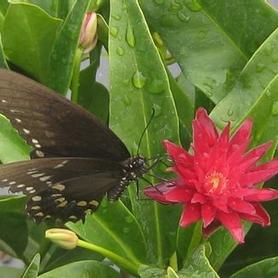 Anise Tree
