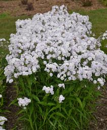 Phlox x Fashionably Early Crystal