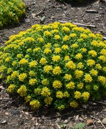 Sedum x Little Miss Sunshine