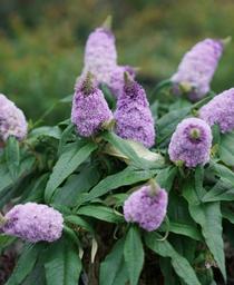 Buddleia x Pugster&reg; Amethyst
