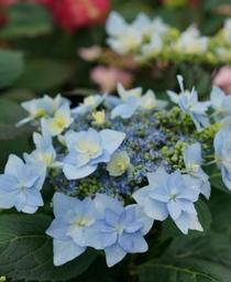 Hydrangea serrata Tuff Stuff Ah-Ha&reg;