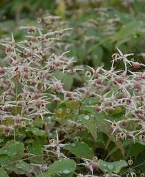 Epimedium x Domino