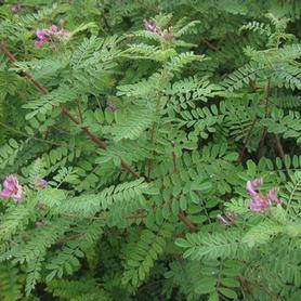 Himalayan Indigo
