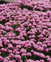 Allium schoenoprasum Rising Star