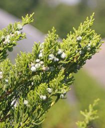 Juniperus chinensis Torulosa