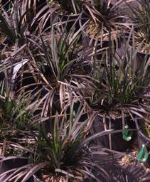 Ophiopogon planiscapus Nigrescens