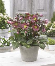 Helleborus x Frostkiss&reg; Pippa's Purple&reg;