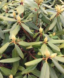 Rhododendron maximum Roseum Bluestem