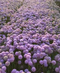 Allium x In Orbit