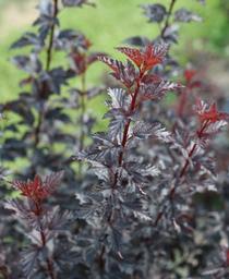 Physocarpus opulifolius Summer Wine&reg; Black