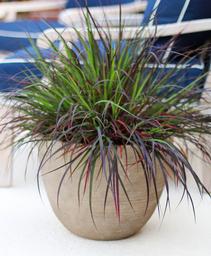 Andropogon gerardii Blackhawks
