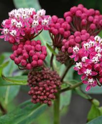 Asclepias incarnata Soulmate
