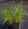 Eragrostis spectabilis 