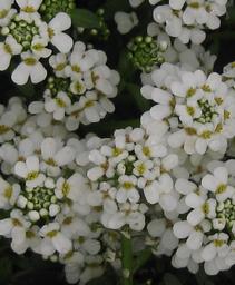 Iberis sempervirens Snowflake