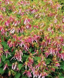 Bellflower
