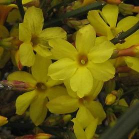 Winter Jasmine