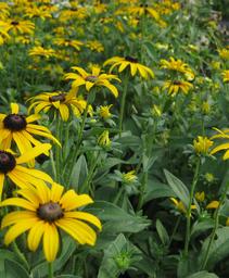 Rudbeckia fulgida var. deamii 