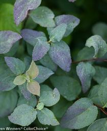 Spiraea media Double Play&reg; Blue Kazoo&reg;