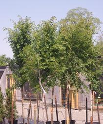 Ulmus parvifolia Allee&reg;